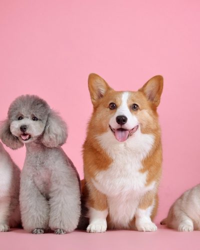 CBD for Pets